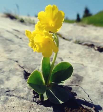 Ne Haddimize | Cevdet Vural