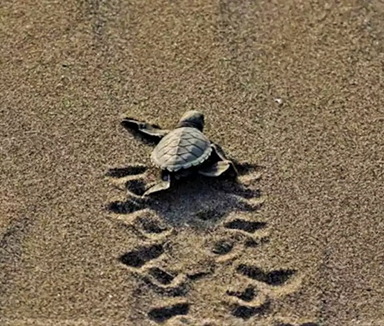 CARETTA CARETTA | Josef Hasek Kılçıksız